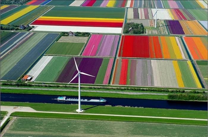 7.Tulip Fields in Spoorbuurt, North Holland, 7.Netherlands