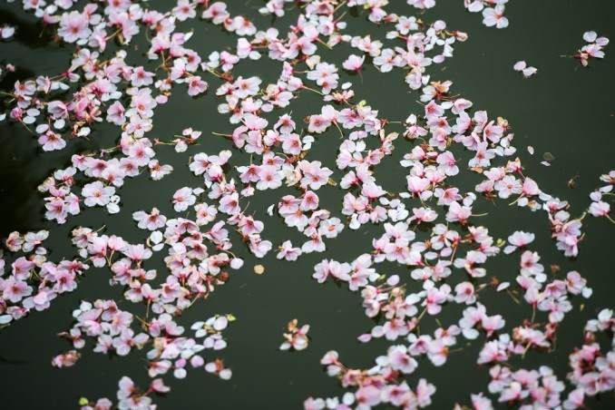 Cherry-Blossom-Petals-on-the-Water-in-Washington-DC-COPYRIGHT-HAVECAMERAWILLTRAVEL.COM_-678x452
