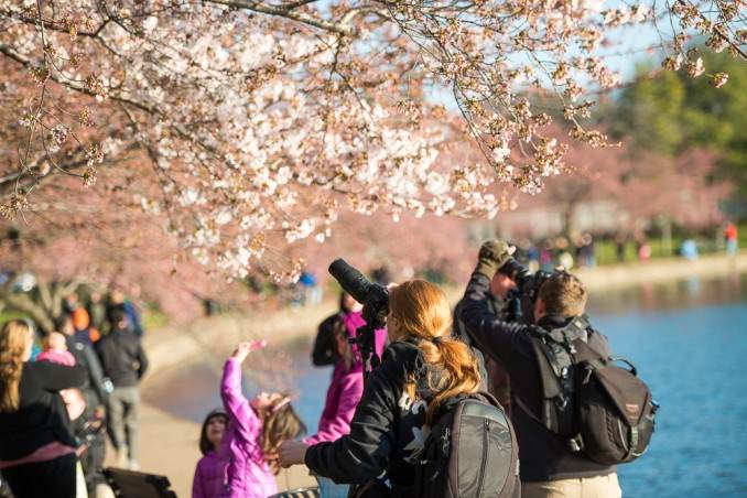 Cherry-Blossoms-in-Washington-DC-COPYRIGHT-HAVECAMERAWILLTRAVEL.COM_-678x452