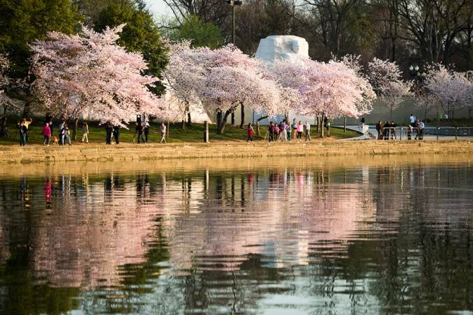 MLK-Memorial-and-Cherry-Blossoms-in-Washington-DC-COPYRIGHT-HAVECAMERAWILLTRAVEL.COM_-678x452