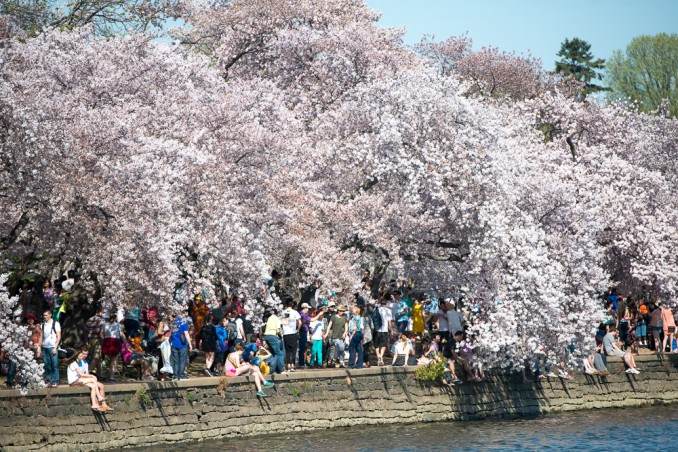 Washington-DC-Cherry-Blossoms-April-12-2014-COPYRIGHT-HAVECAMERAWILLTRAVEL.COM-2-678x452