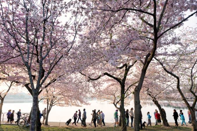Washington-DC-Cherry-Blossoms-COPYRIGHT-HAVECAMERAWILLTRAVEL.COM-21-678x452