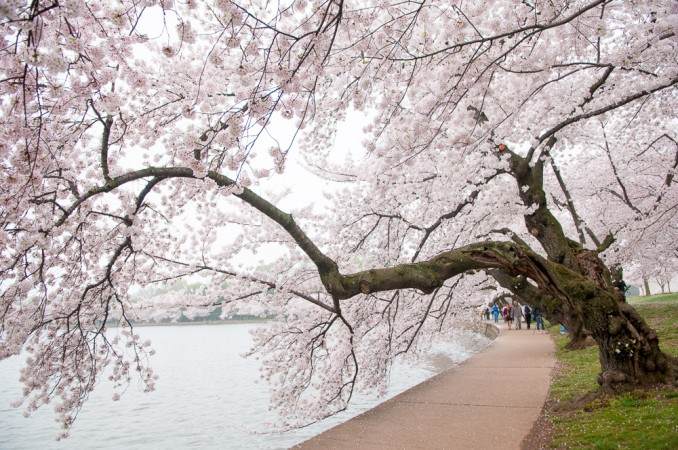 Washington-DC-Cherry-Blossoms-Peak-Bloom-COPYRIGHT-HAVECAMERAWILLTRAVEL.COM_-678x450