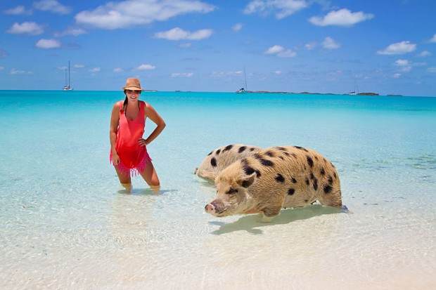 Bahama-pigs2