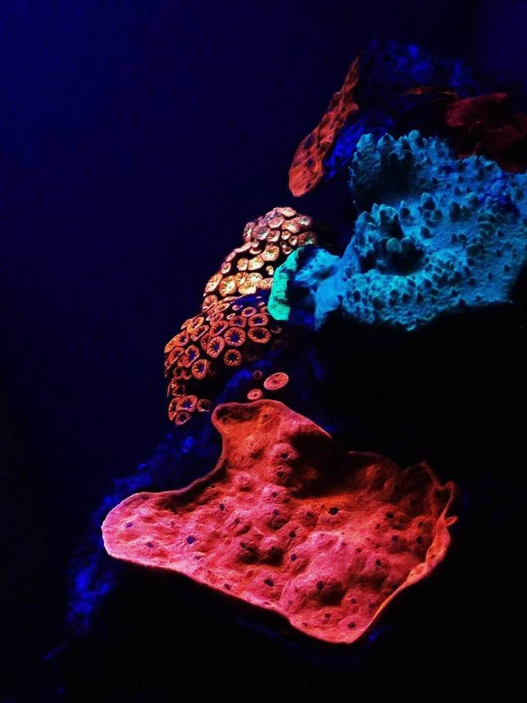 Flourescence of corals Read sea