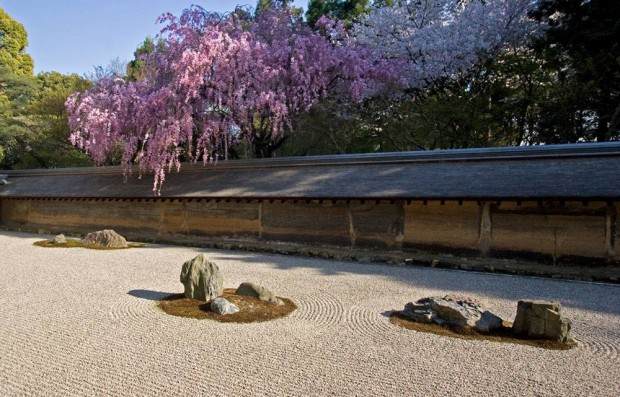 Ryoanji-blossoms-rocks-wide